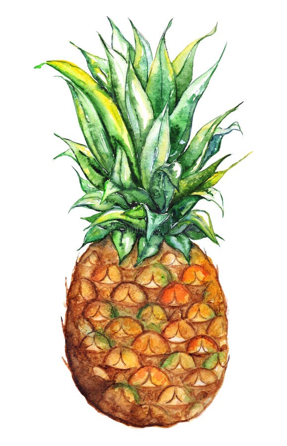 Watercolor Hand Drawn Pineapple Exotic Tropical Fruit Stock