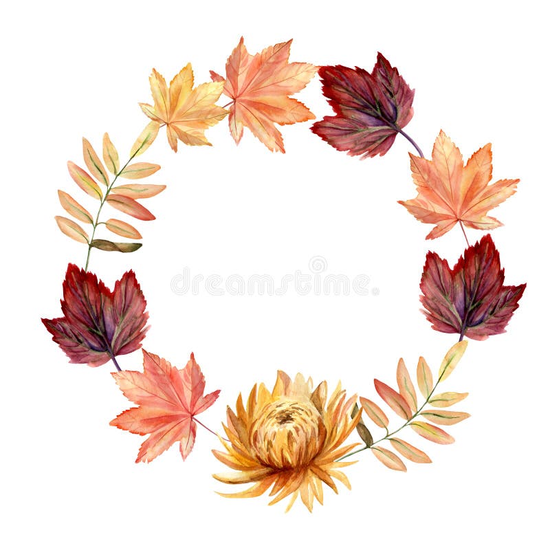 Watercolor hand painted autumn wreath with autumn leaves and chrysanthemum flower. Delicate arrangement is perfect for thanksgiving greeting cards or autumn wedding or party invitations