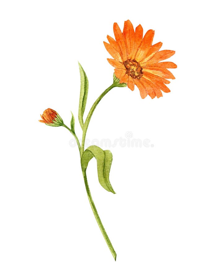 Watercolor Hand Painted Calendula Branch Stock Illustration ...