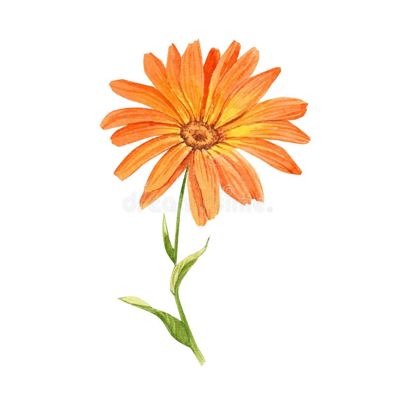 Watercolor Hand Painted Calendula Branch Stock Photo - Image of ...
