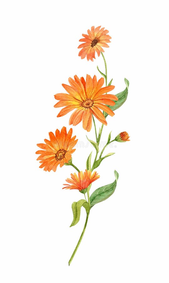 Watercolor Hand Painted Calendula Branch Stock Illustration ...