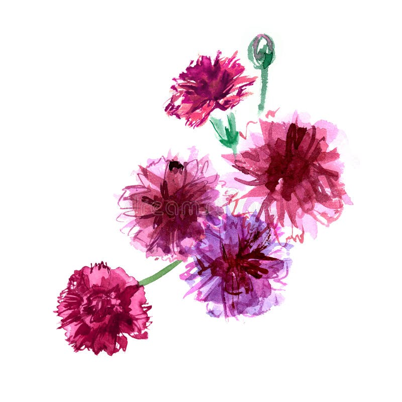 Watercolor Hand Painted Carnations Isolated Stock Illustration