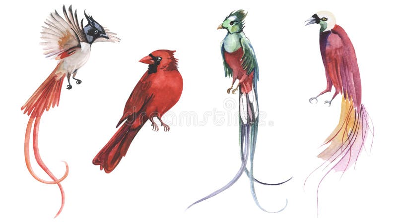 Watercolor hand painted collection of beautiful exotic tropical birds