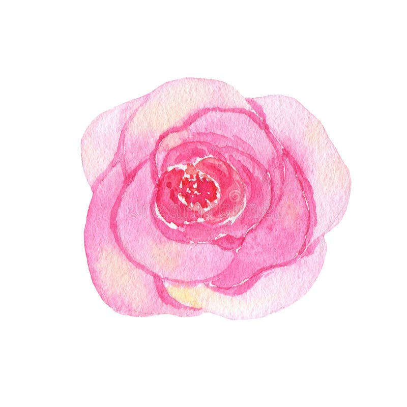 Watercolor hand painted flower pink rose isolated on white background royalty free illustration Watercolor hand painted flower pink rose isolated on white background royalty free illustration