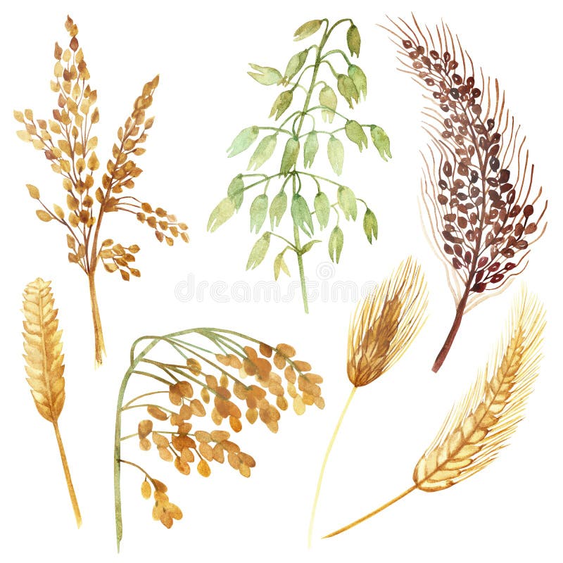 Watercolor hand painted nature field plants set with yellow, green and  wheat, oats, barley, millet grain cereals collection