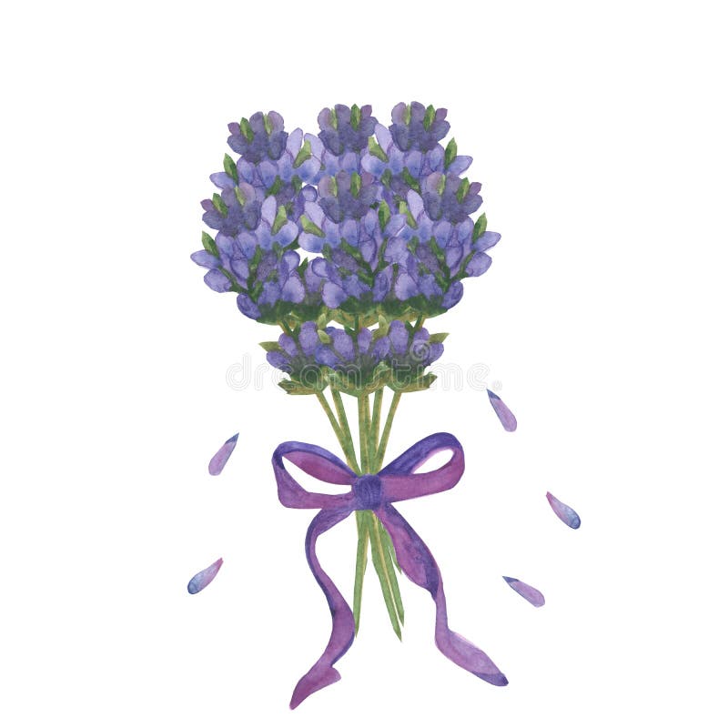 Watercolor hand painted nature floral composition with purple and lilac lavender flowers and green leaves and branches bouquet tie vector illustration Watercolor hand painted nature floral composition with purple and lilac lavender flowers and green leaves and branches bouquet tie vector illustration