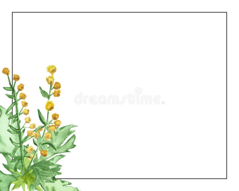 Watercolor hand painted nature herbal plant frame composition with yellow wormwood flower and leaves on green branch and border li