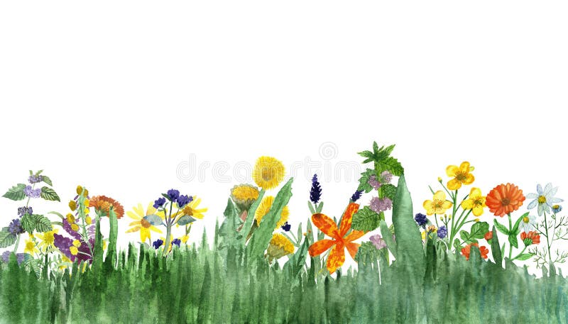 Watercolor hand painted nature set with yellow, orange, purple and blue medicinal flowers and green eucalyptus and herbs branches vector illustration Watercolor hand painted nature set with yellow, orange, purple and blue medicinal flowers and green eucalyptus and herbs branches vector illustration