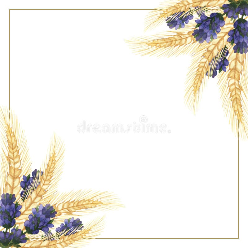 Watercolor hand painted nature squared border frame with purple lavender flower branches and golden rye ears bouquet