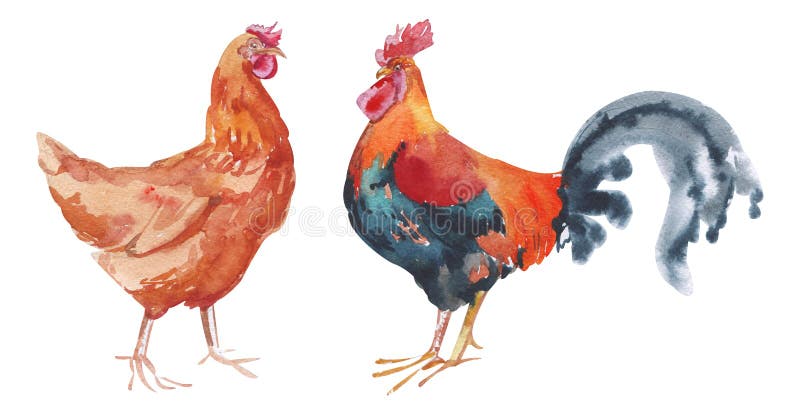 Watercolor hand painted rooster and red chicken. domestic birds with bright plumage isolated on white. Eco-friendly design for royalty free illustration Watercolor hand painted rooster and red chicken. domestic birds with bright plumage isolated on white. Eco-friendly design for royalty free illustration