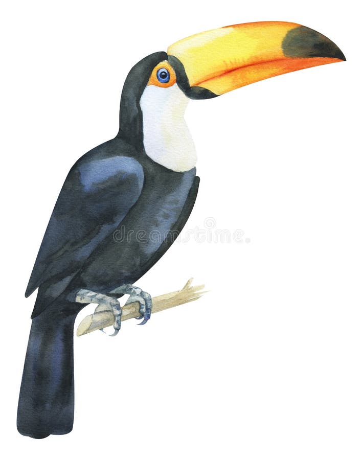 Toucan Black Bird with Yellow Beak in Natural Tropic Habitat on Tree Branch. Exotic Tropical Forest Greenery. Stock Vector - Illustration of leaf, floral: 136233275 Toucan Black Bird with Yellow Beak in Natural Tropic Habitat on Tree Branch. Exotic Tropical Forest Greenery. Stock Vector - Illustration of leaf, floral: 136233275