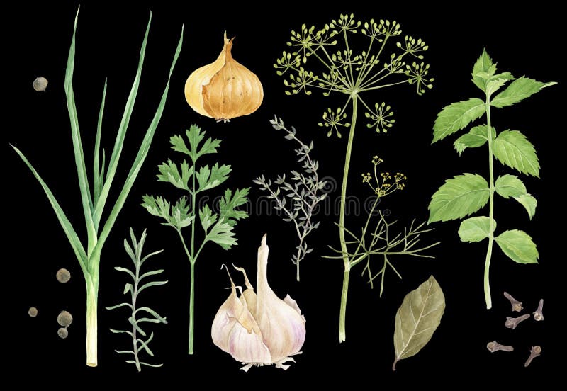 Watercolor herbs and spices stock illustration Watercolor herbs and spices stock illustration