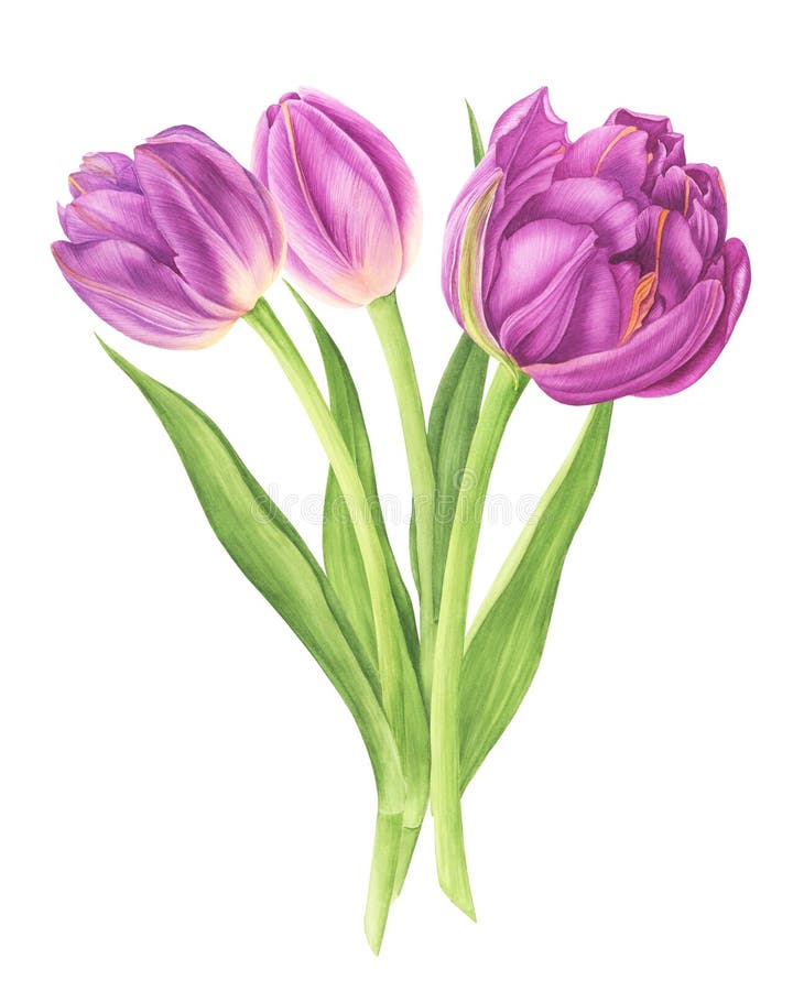 Watercolor Illustration Bouquet of Purple Tulips Stock Illustration ...