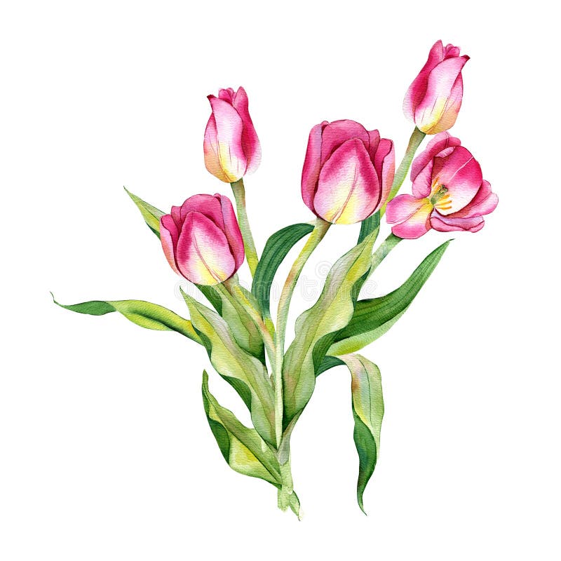 Watercolor Illustration. Bouquet of Tulips. Yellow, Pink Flowers on a ...