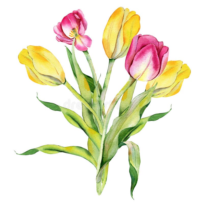 Watercolor Illustration. Bouquet of Tulips. Yellow, Pink Flowers on a ...
