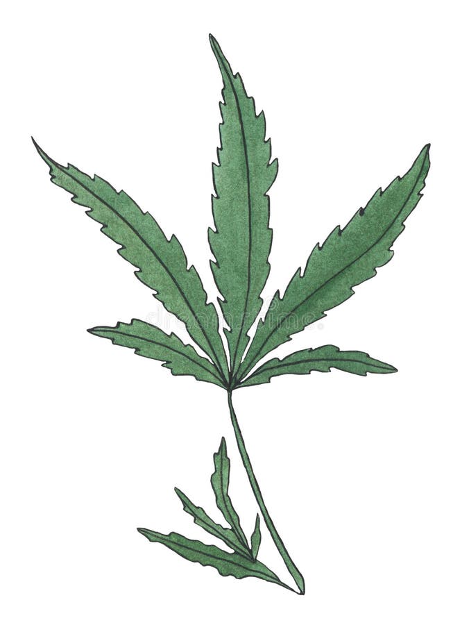 Watercolor illustration branch of Green Hemp leave royalty free illustration Watercolor illustration branch of Green Hemp leave royalty free illustration