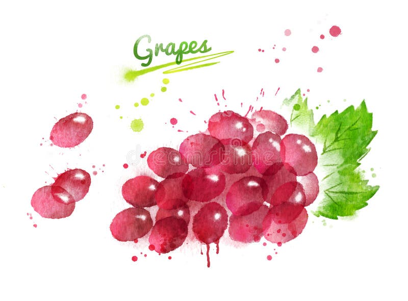 Watercolor illustration of bunch of red grape vector illustration Watercolor illustration of bunch of red grape vector illustration