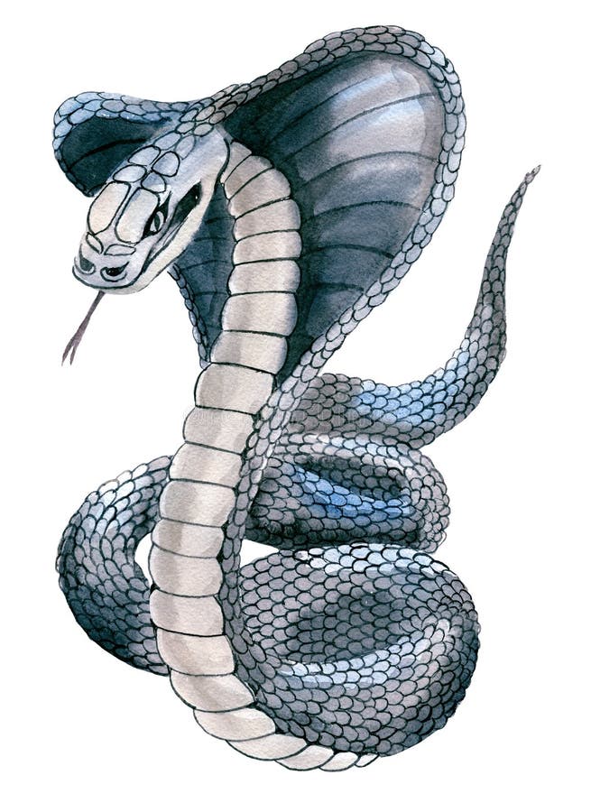 Watercolor Illustration of Cobra Snake Stock Illustration - Illustration of brush, design: 69537146