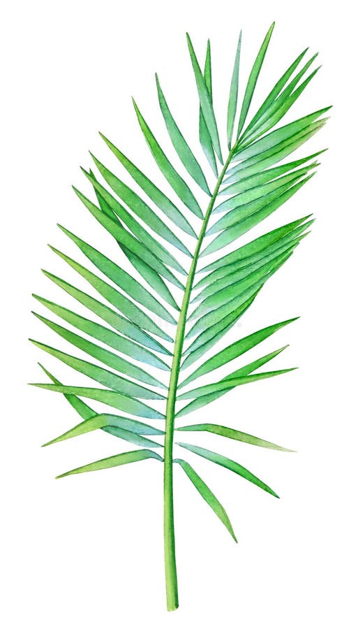Watercolor illustration of the coconut palm leaf