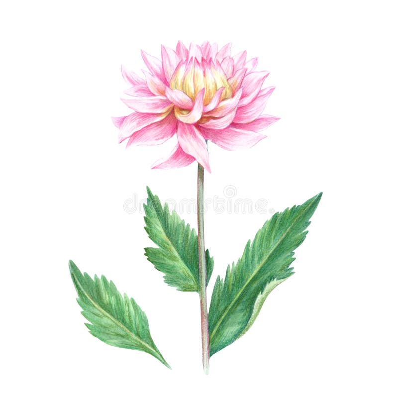 Watercolor Illustration of Dahlia Flower. Realistic Detailed Drawing