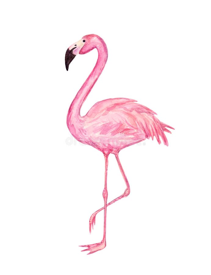 Pink watercolor flamingo.