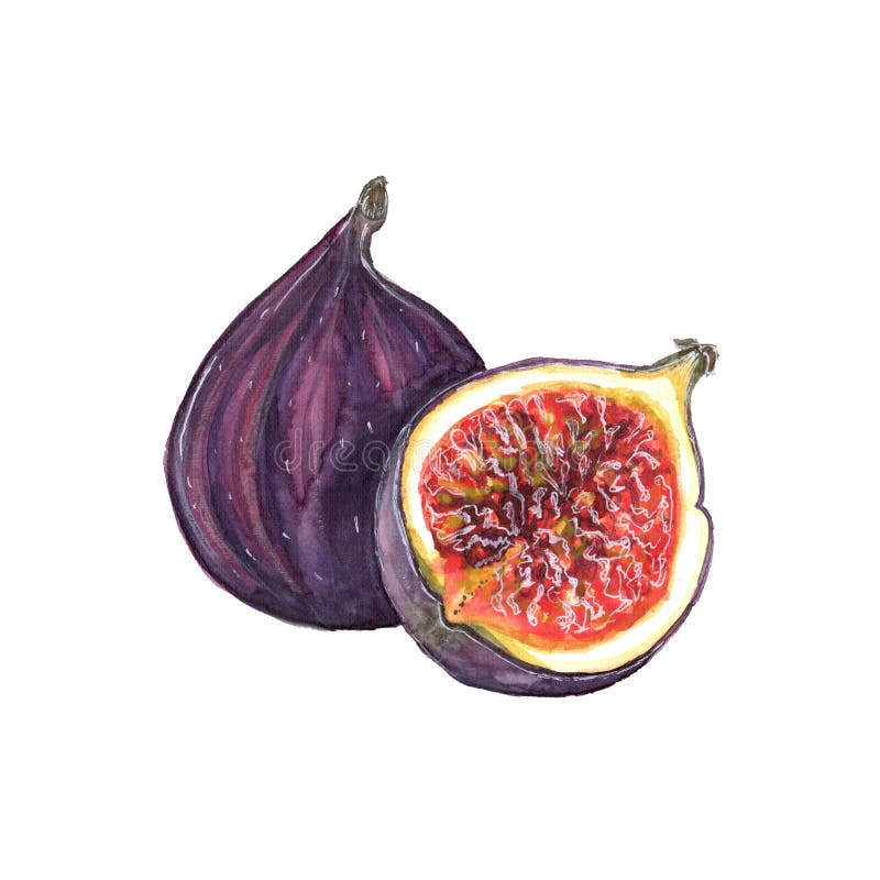 fig fruits images clipart