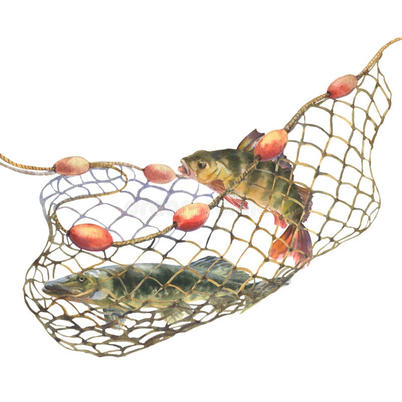 Watercolor Illustration, Fish Caught in a Fishing Net. Perch and