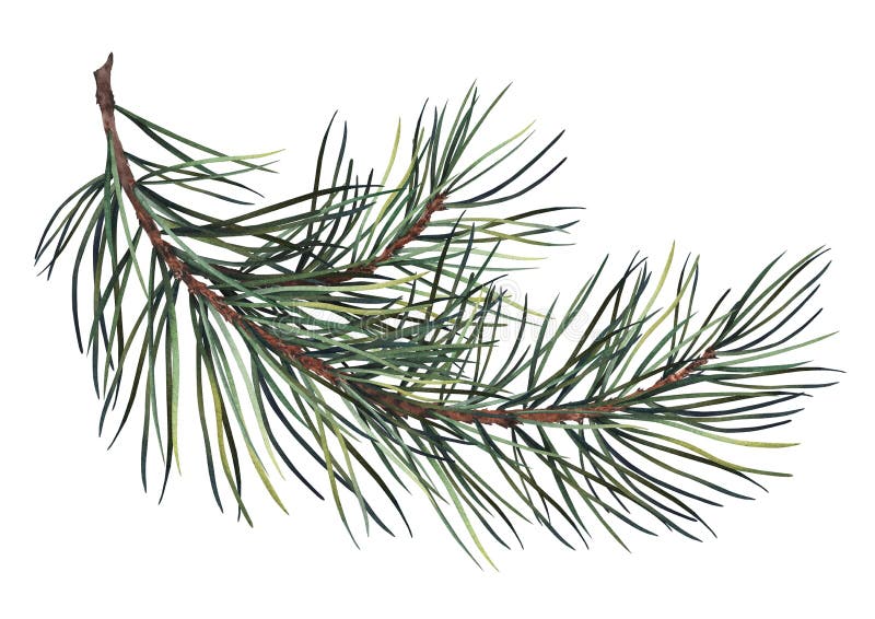 Watercolor illustration of green pine branch.