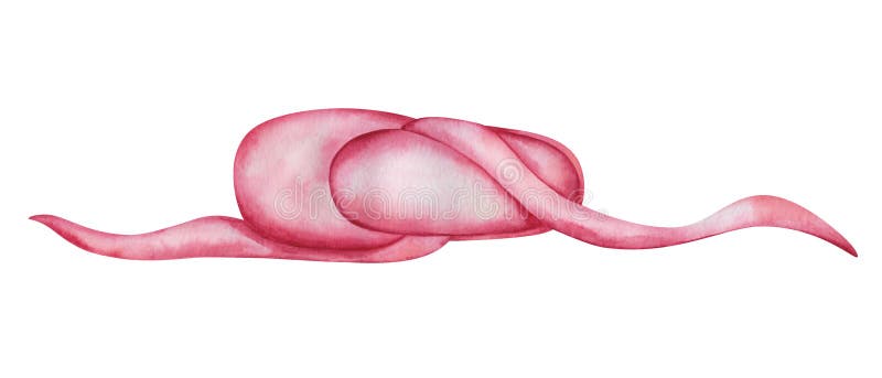 Watercolor illustration of hand painted pink ballet dance shoe with long laces. Ballerina toeshoe in dance studio. Isolated on vector illustration