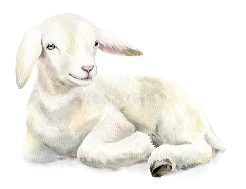 Watercolor Illustration Lamb, Easter Image, Portrait Goat Stock Image