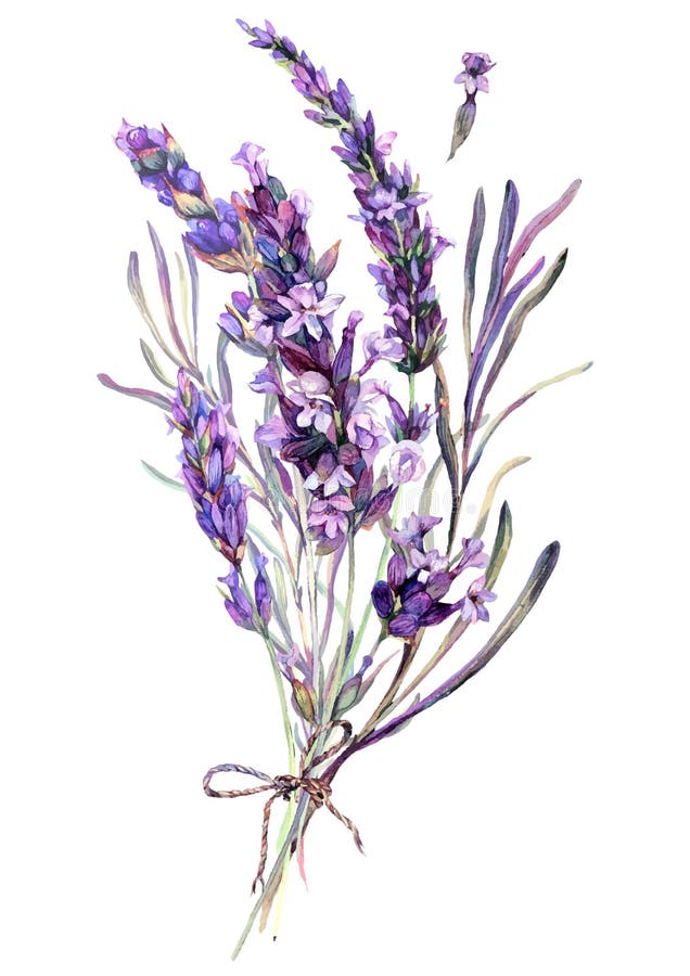 Watercolor Illustration of Lavender Bouquet