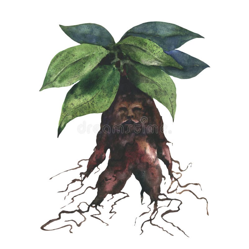 Mandrake Plant Stock Illustrations – 263 Mandrake Plant Stock