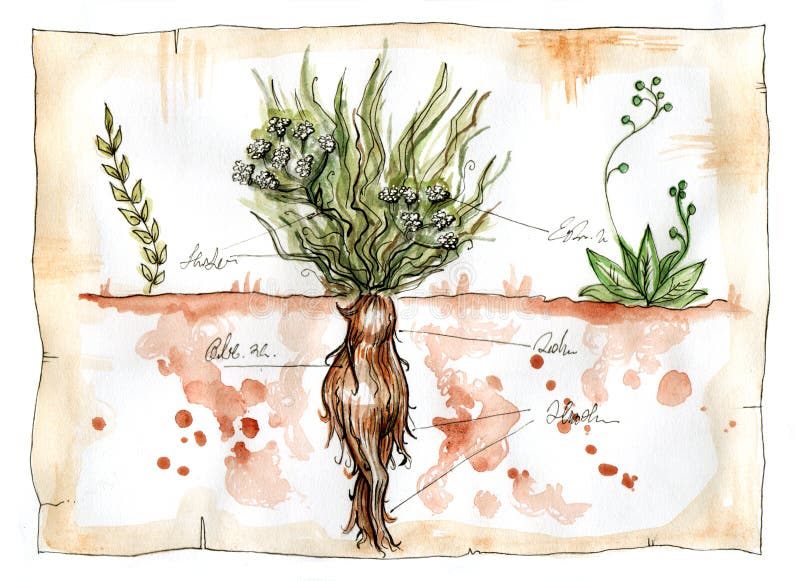 Mandrake Stock Illustrations – 428 Mandrake Stock Illustrations