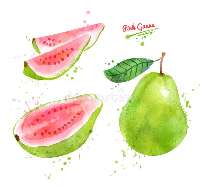 Watercolor hand drawn illustration of Pink Guava fruit whole and slices. 