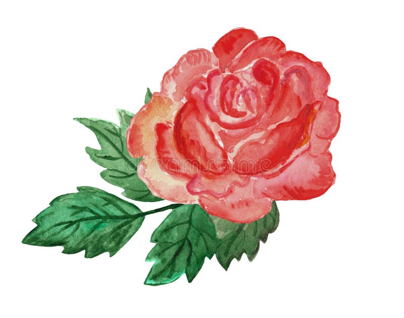 Watercolor Illustration Red, Scarlet Rose Boutonniere, Greenery, Lush ...