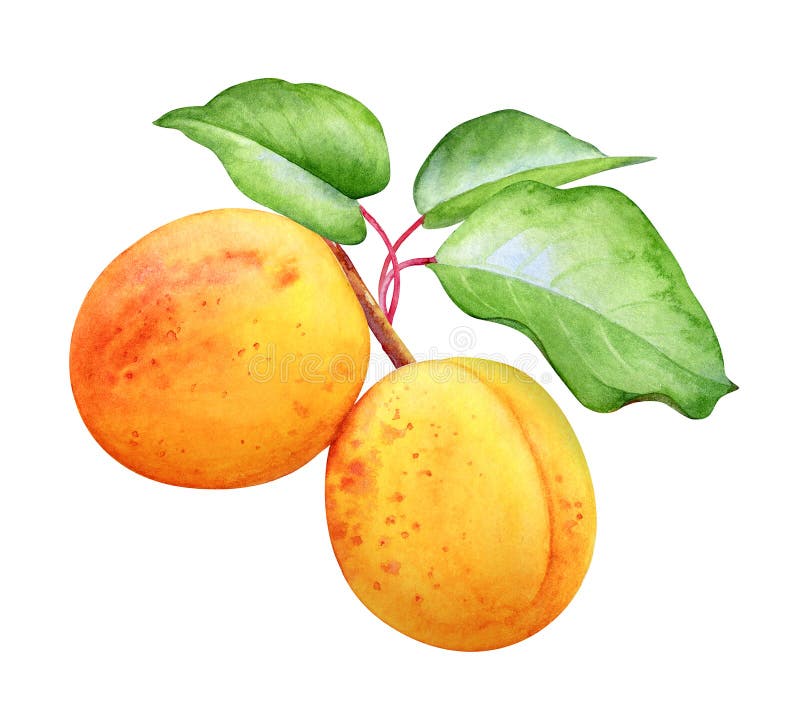 Watercolor illustration of the ripe apricots with green leaves