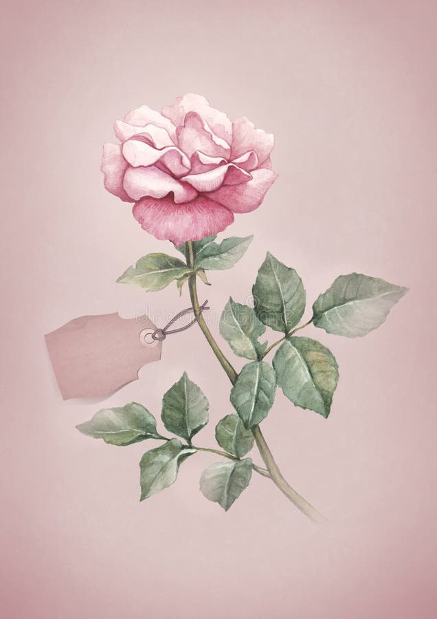 Watercolor illustration of rose flower