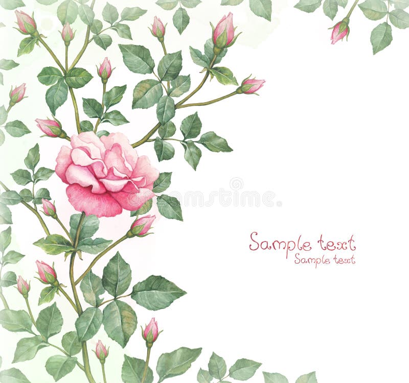 Watercolor illustration of rose flower