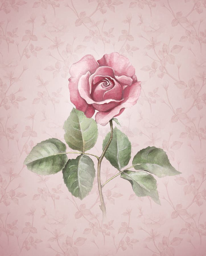 Watercolor illustration of rose flower