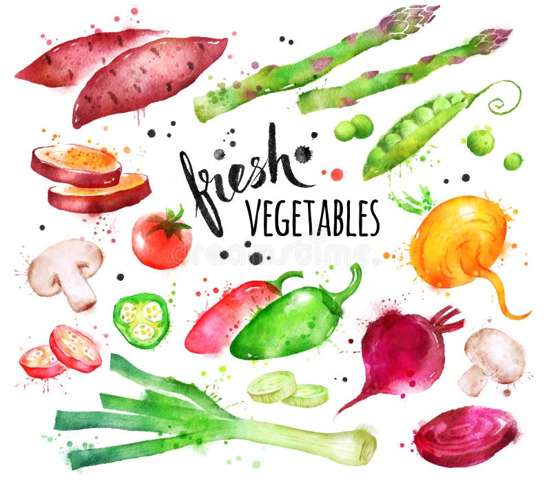 Hand drawn watercolor illustration set of fresh vegetables with paint splashes.