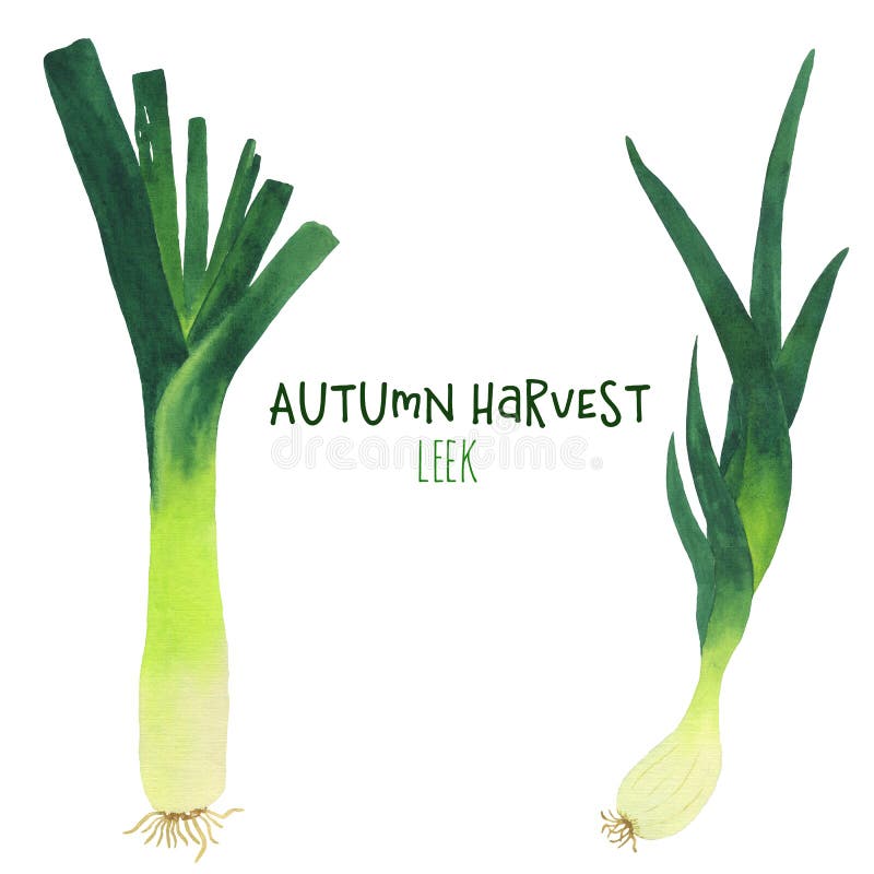 Watercolor illustration set of shallots and leeks royalty free illustration Watercolor illustration set of shallots and leeks royalty free illustration