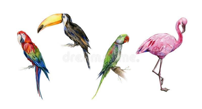 Watercolor illustration set of tropical birds. royalty free stock photos Watercolor illustration set of tropical birds. royalty free stock photos
