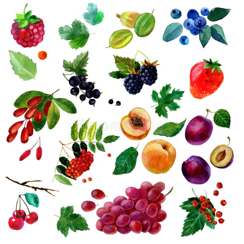 Watercolor illustration, set of watercolor fruit and berries, parts and leaves vector illustration Watercolor illustration, set of watercolor fruit and berries, parts and leaves vector illustration