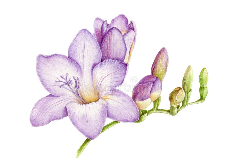 Watercolor illustration of violet fresh freesia. Hand painted lavander botanical flower with green buds in the full bloom. Isolated on white background.