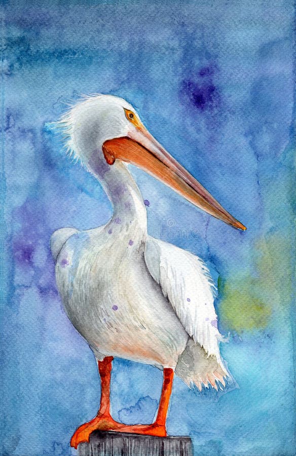 Watercolor illustration of a white giant pelican
