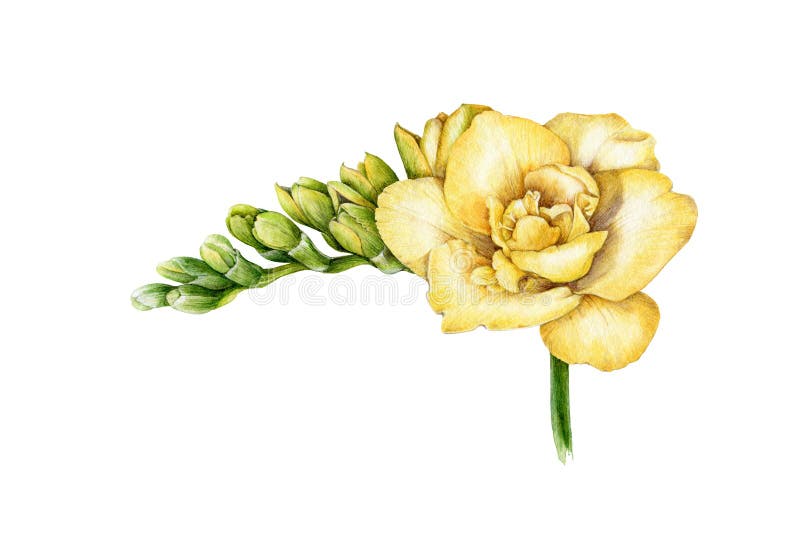 Watercolor illustration of yellow freesia. Hand painted botanical flower with green buds in the full bloom. Isolated on white background.