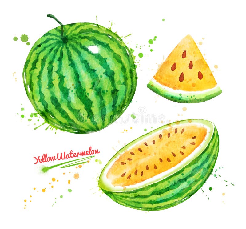 Watercolor illustration of yellow watermelon