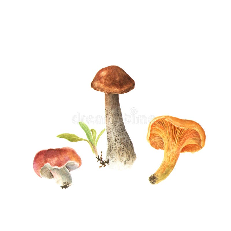 Watercolor Illustrations of Mushrooms. Brown Cap Boletus, Mushroom ...