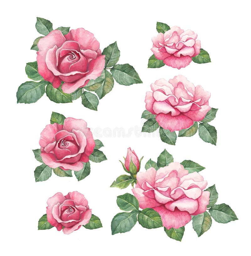 Watercolor illustrations of roses