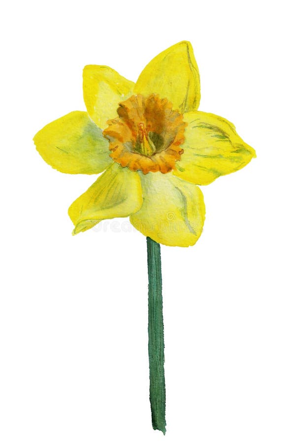 Watercolor Image Of Yellow Narcissus Stock Illustration - Illustration ...